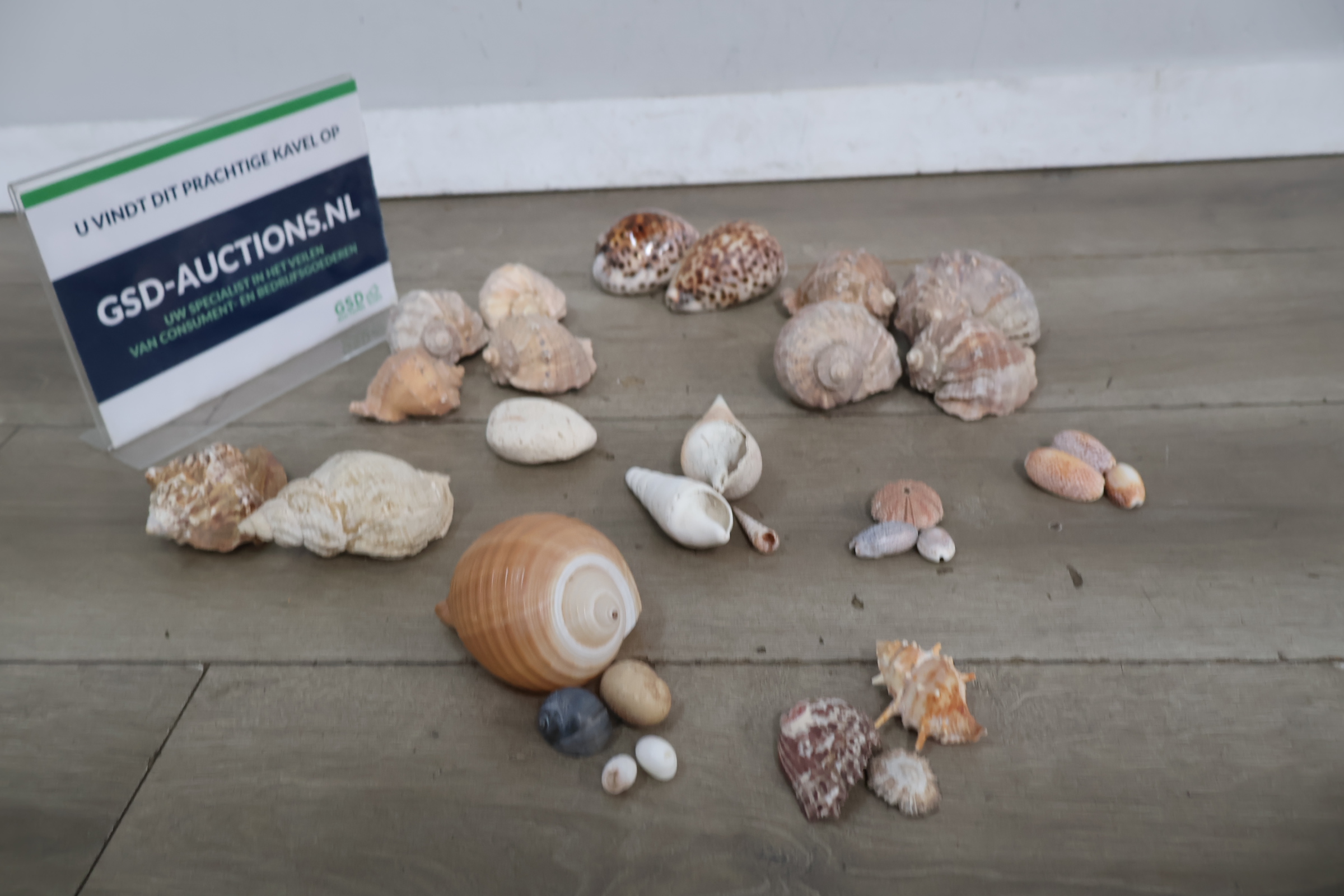 Set diverse schelpen – foto 2 – kavel bij GSD Auctions, Zoeterwoude