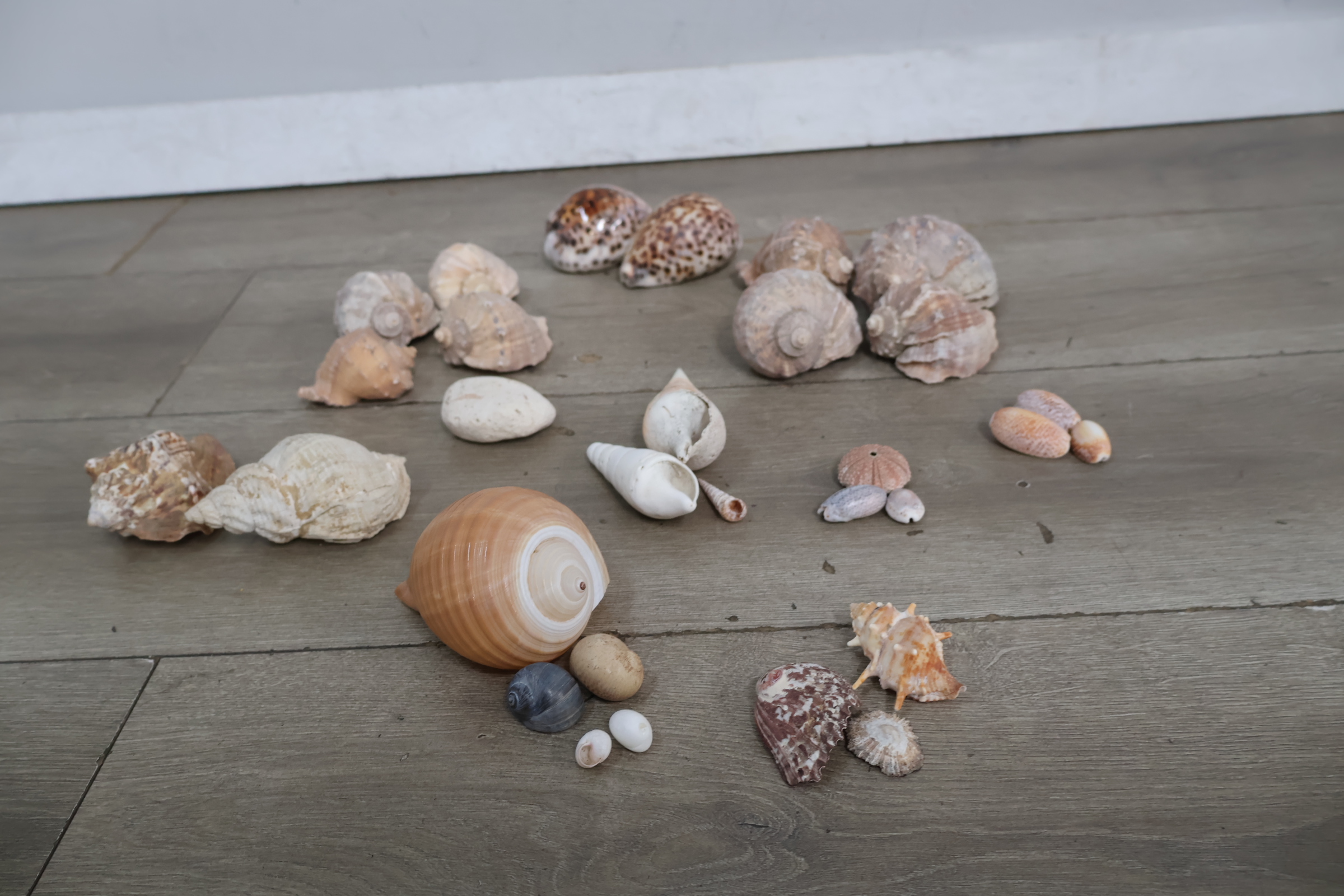 Set diverse schelpen – foto 3 – kavel bij GSD Auctions, Zoeterwoude