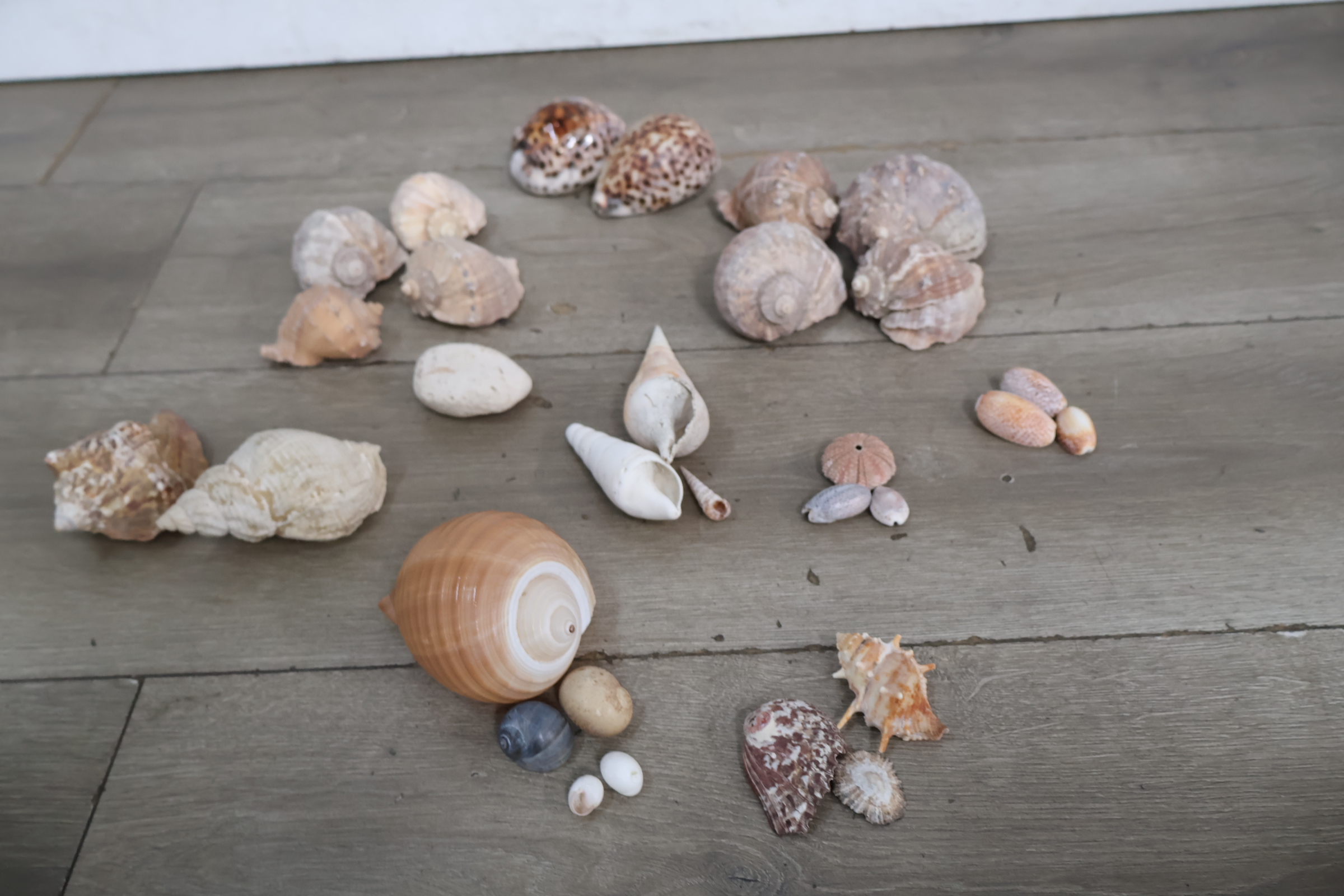 Set diverse schelpen – foto 4 – kavel bij GSD Auctions, Zoeterwoude