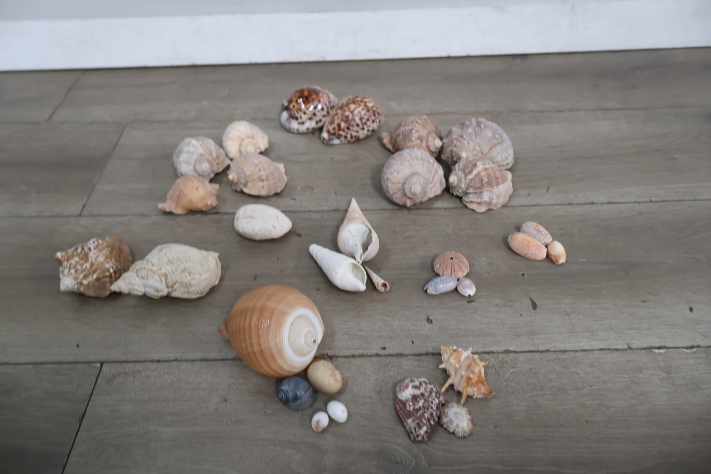 Set diverse schelpen – foto 5 – kavel bij GSD Auctions, Zoeterwoude