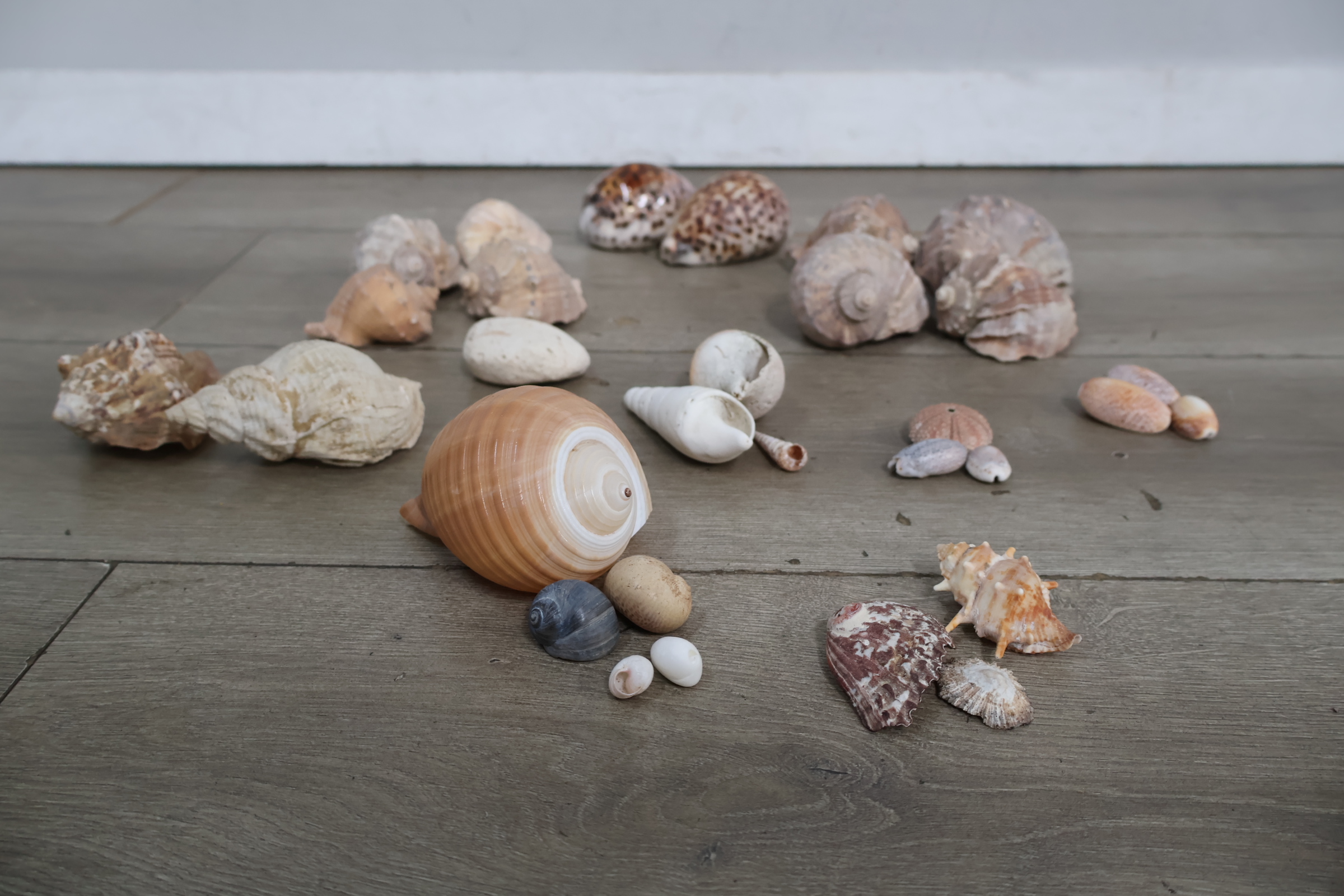Set diverse schelpen – foto 6 – kavel bij GSD Auctions, Zoeterwoude