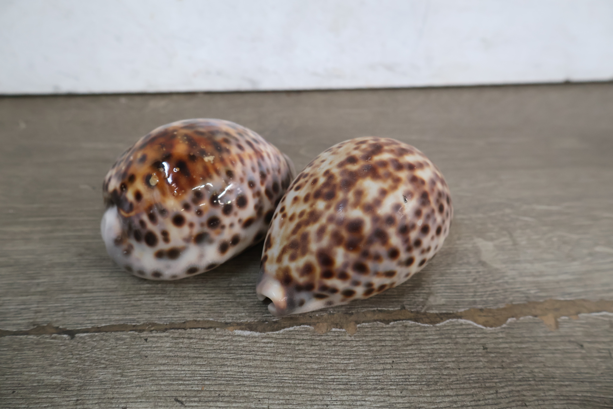 Set diverse schelpen – foto 7 – kavel bij GSD Auctions, Zoeterwoude