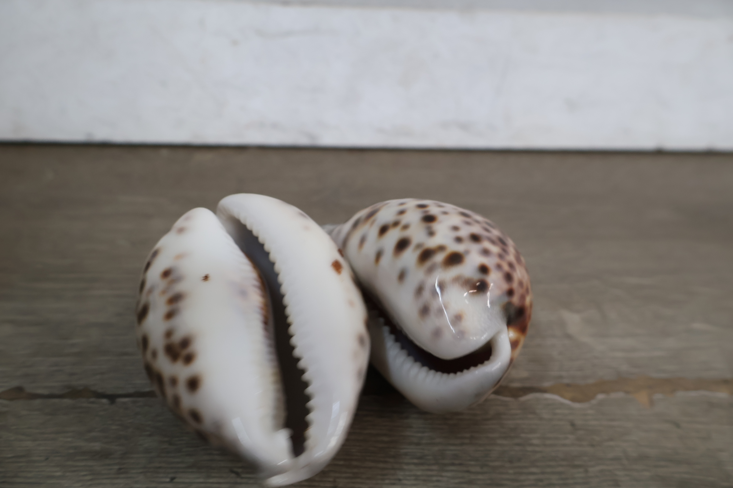 Set diverse schelpen – foto 8 – kavel bij GSD Auctions, Zoeterwoude