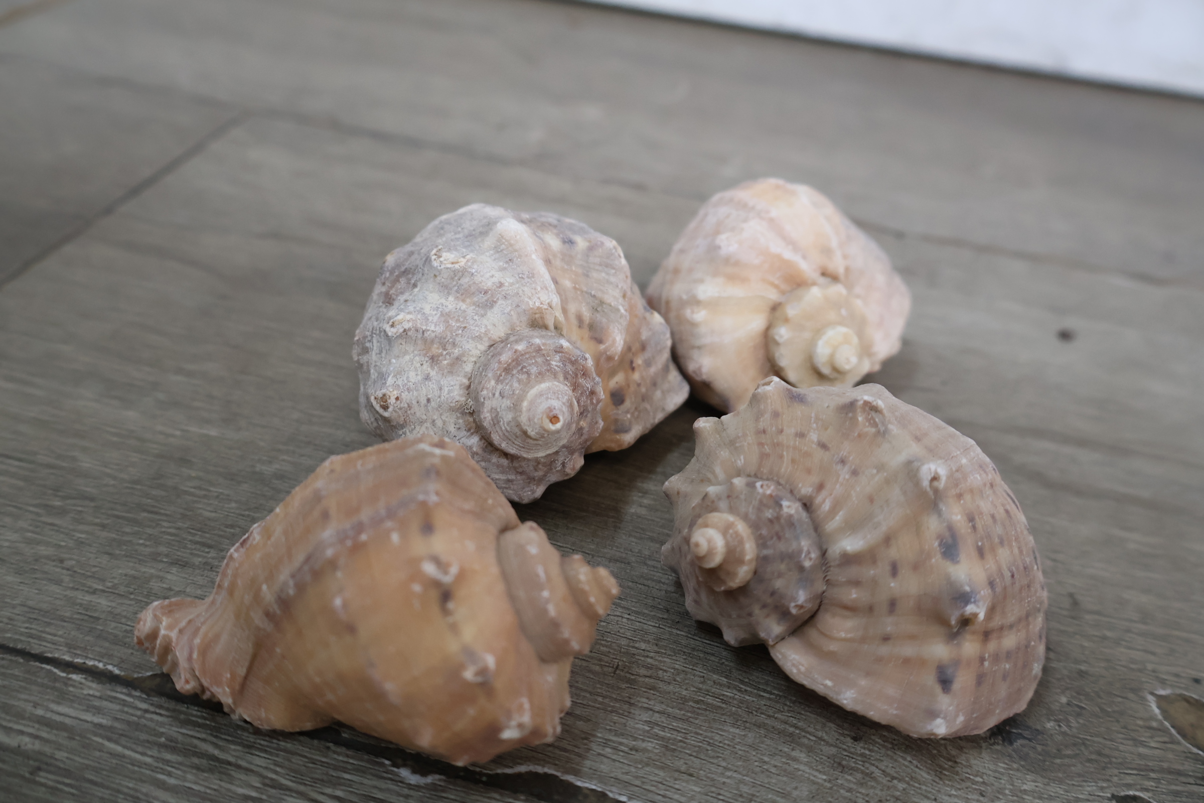 Set diverse schelpen – foto 9 – kavel bij GSD Auctions, Zoeterwoude