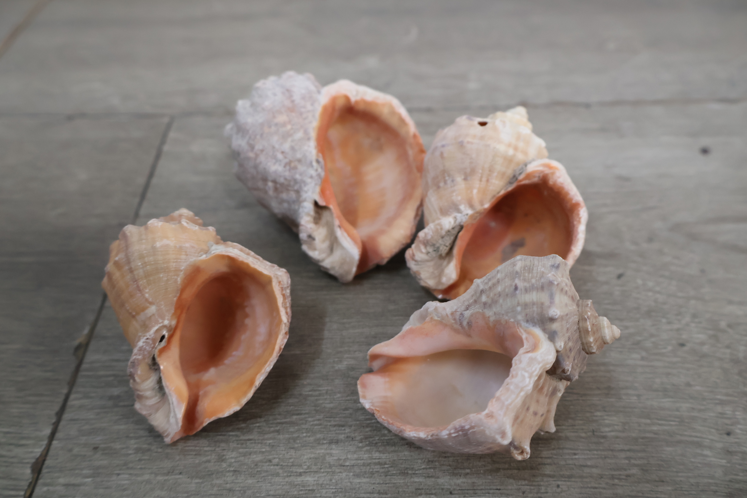 Set diverse schelpen – foto 10 – kavel bij GSD Auctions, Zoeterwoude