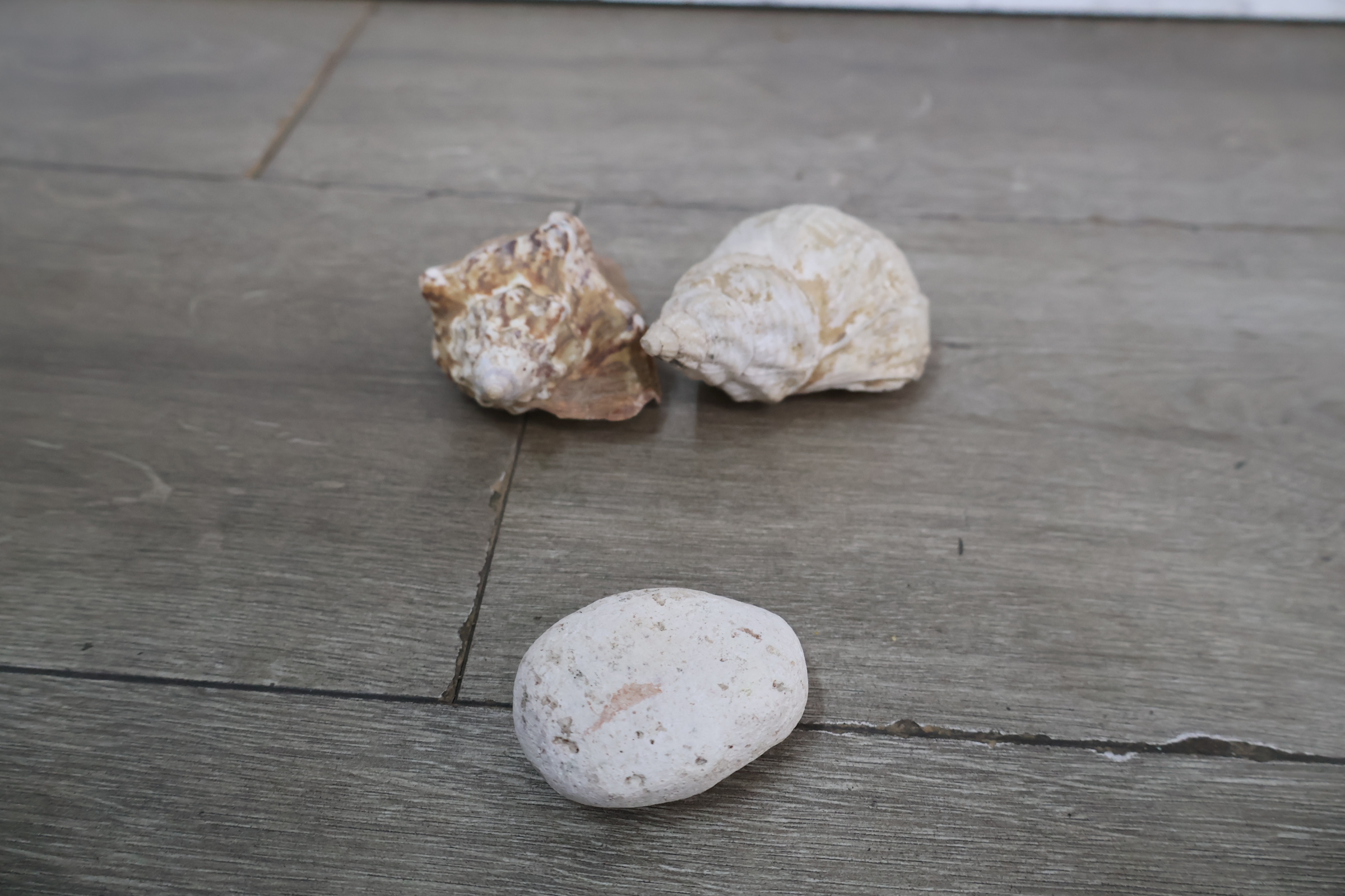 Set diverse schelpen – foto 11 – kavel bij GSD Auctions, Zoeterwoude