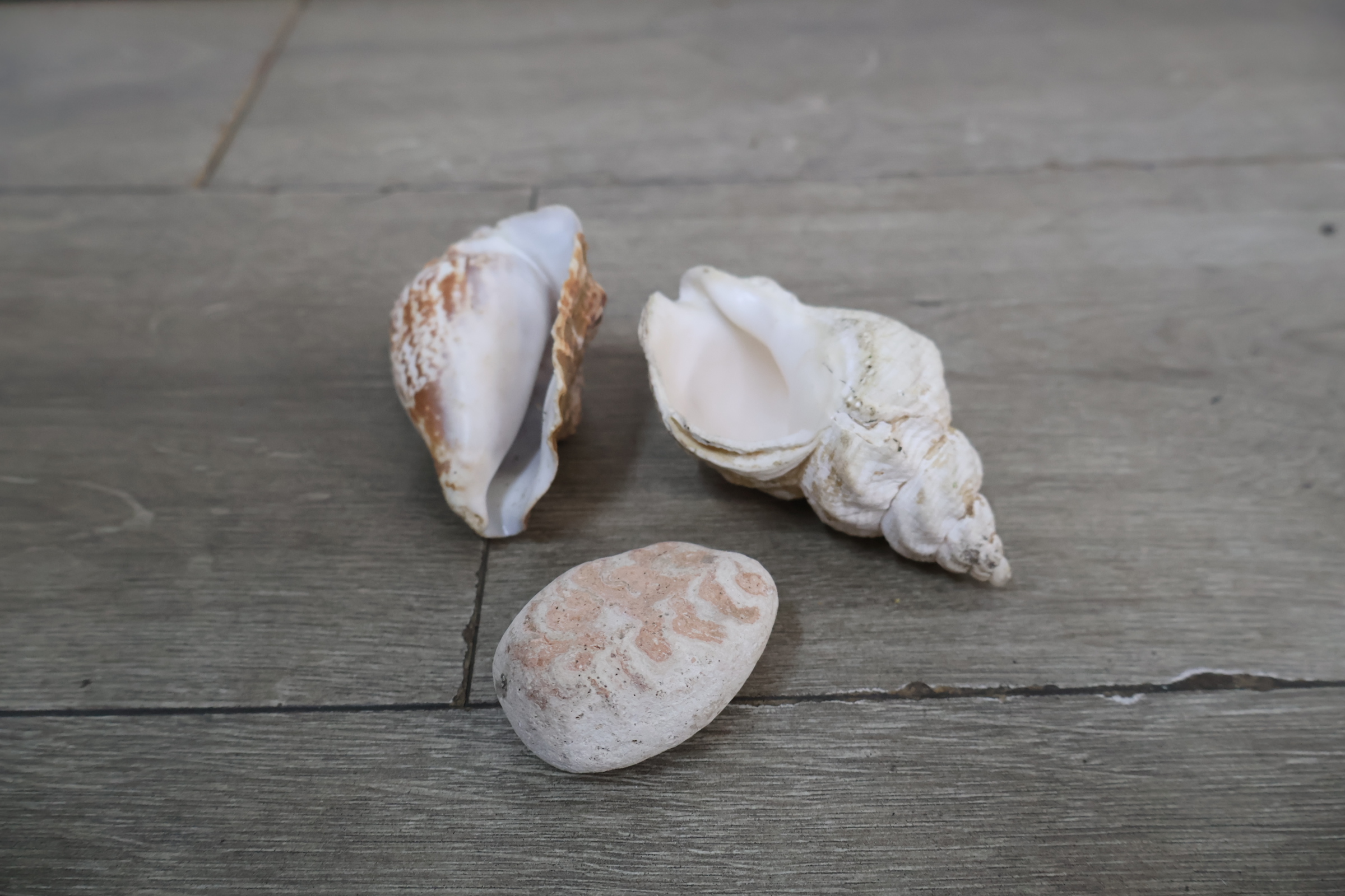 Set diverse schelpen – foto 12 – kavel bij GSD Auctions, Zoeterwoude