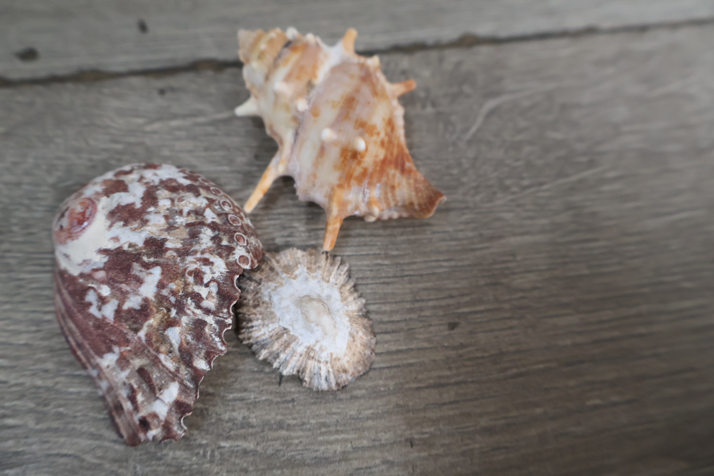 Set diverse schelpen – foto 13 – kavel bij GSD Auctions, Zoeterwoude