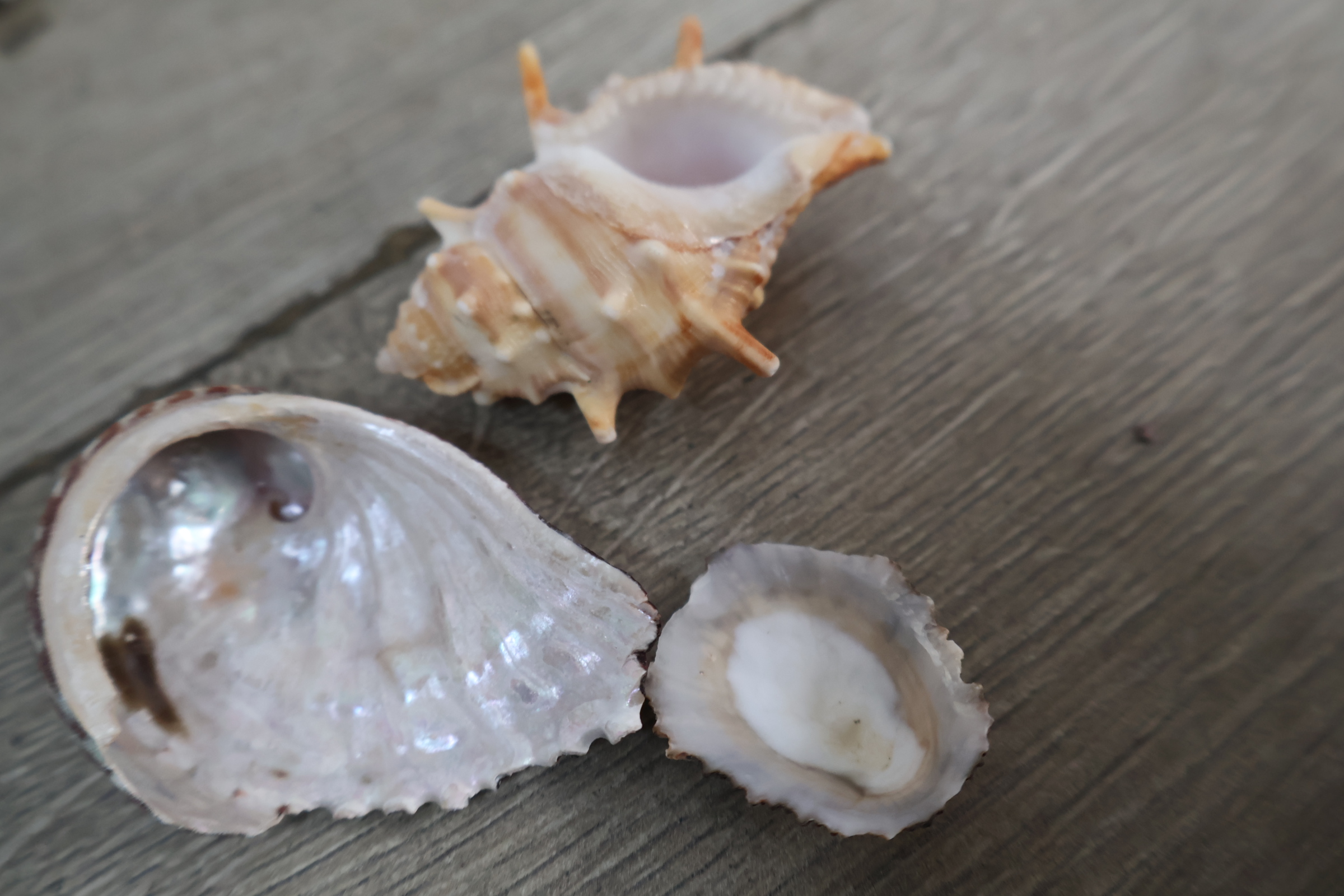Set diverse schelpen – foto 14 – kavel bij GSD Auctions, Zoeterwoude