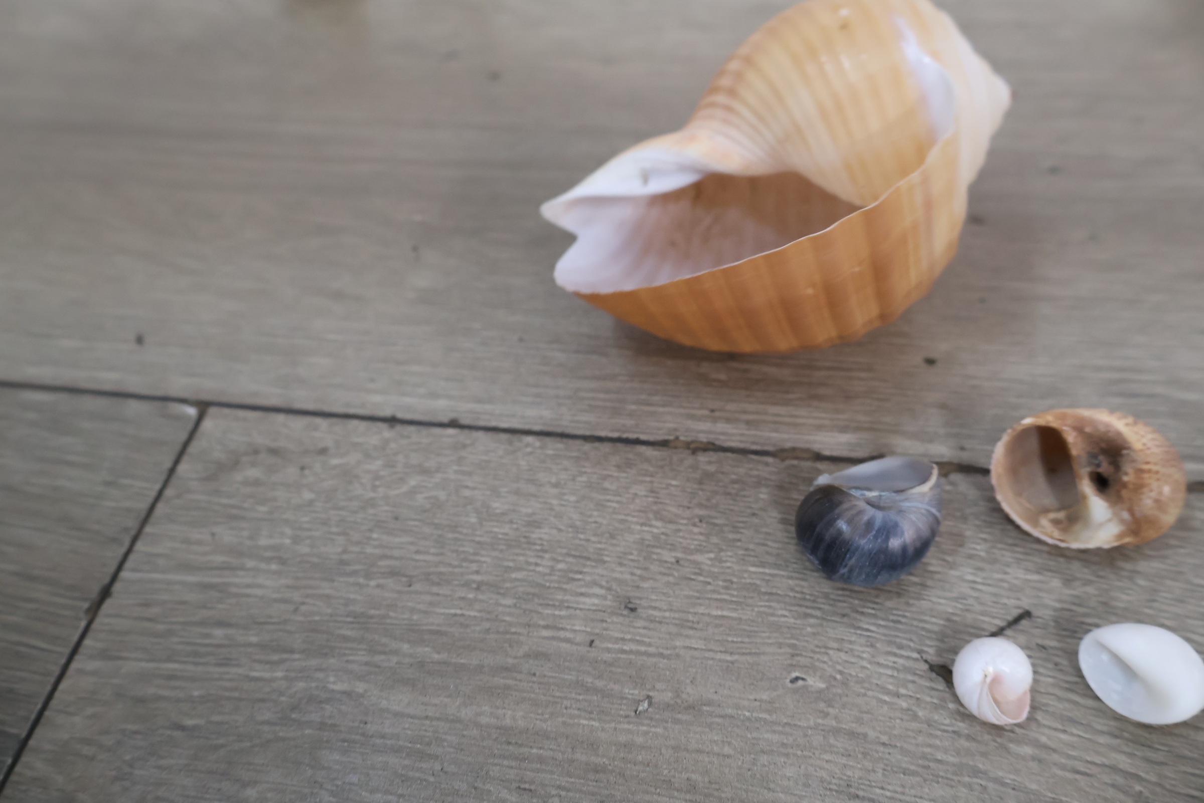 Set diverse schelpen – foto 15 – kavel bij GSD Auctions, Zoeterwoude