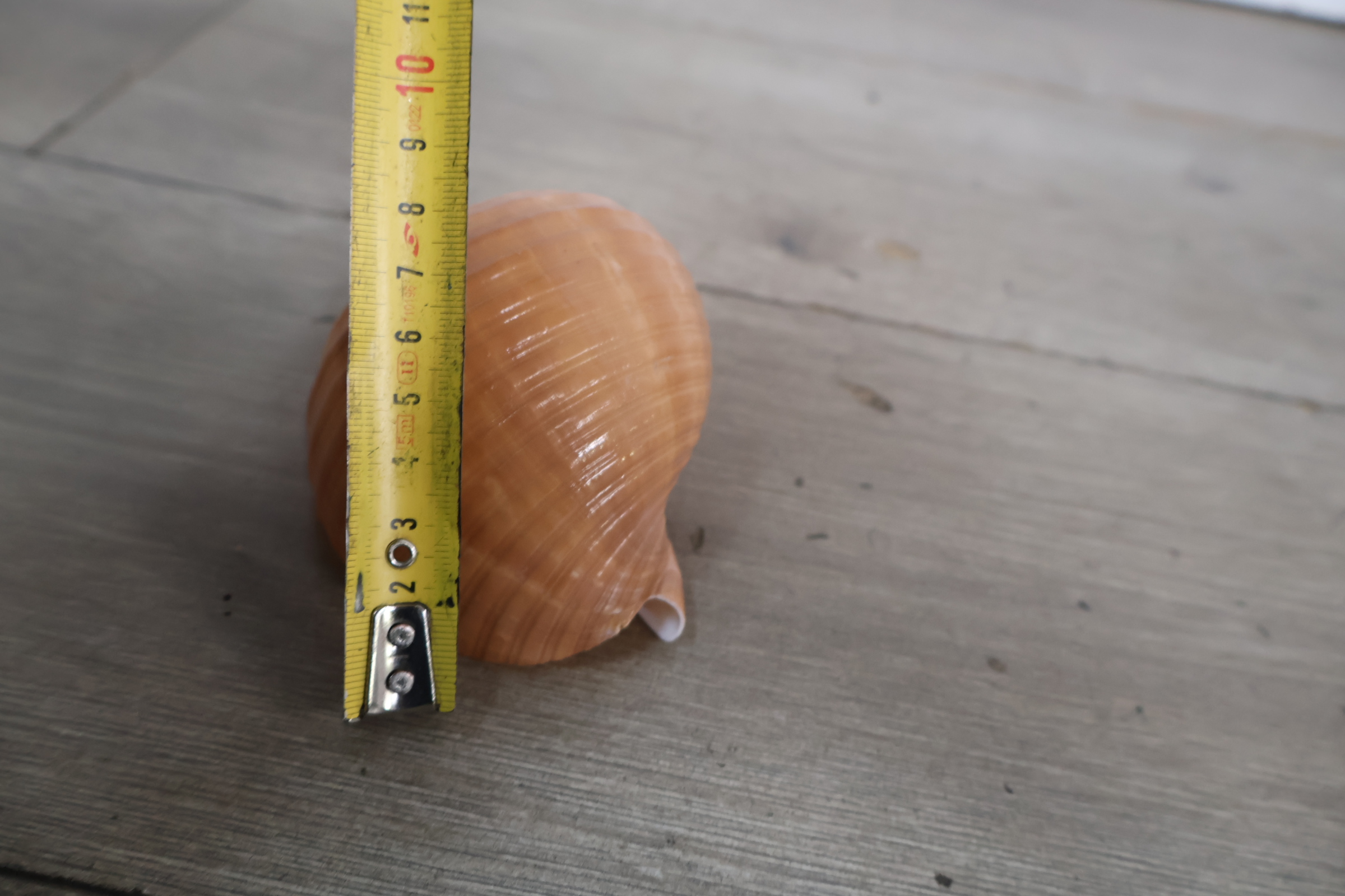 Set diverse schelpen – foto 17 – kavel bij GSD Auctions, Zoeterwoude