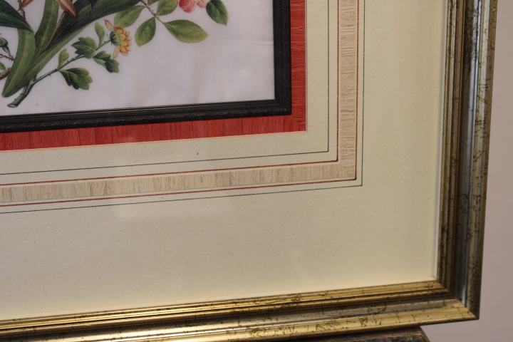 Ingelijste botanische prent met bloemen en vlinder – foto 8 – kavel bij GSD Auctions, Zoeterwoude