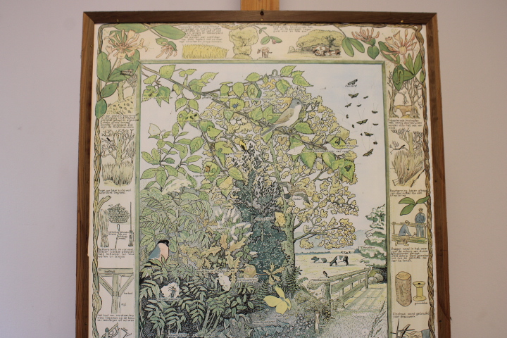 Ingelijste botanische druk met natuurillustraties – foto 4 – kavel bij GSD Auctions, Zoeterwoude