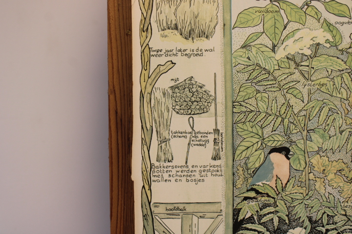 Ingelijste botanische druk met natuurillustraties – foto 6 – kavel bij GSD Auctions, Zoeterwoude