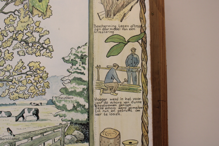 Ingelijste botanische druk met natuurillustraties – foto 7 – kavel bij GSD Auctions, Zoeterwoude