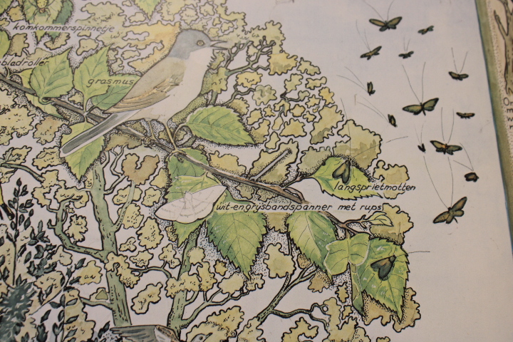 Ingelijste botanische druk met natuurillustraties – foto 8 – kavel bij GSD Auctions, Zoeterwoude