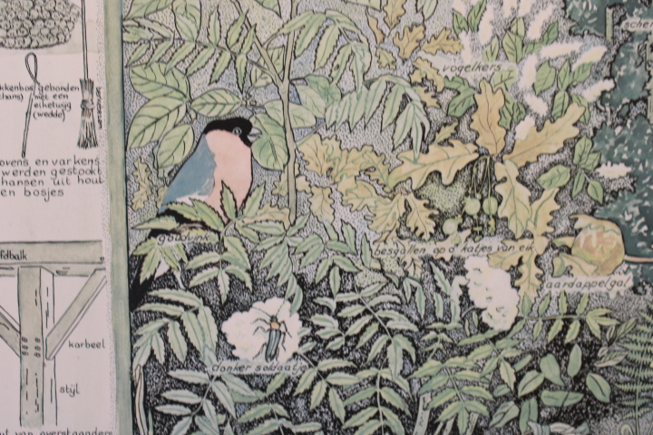 Ingelijste botanische druk met natuurillustraties – foto 9 – kavel bij GSD Auctions, Zoeterwoude