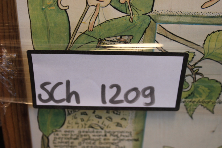 Ingelijste botanische druk met natuurillustraties – foto 14 – kavel bij GSD Auctions, Zoeterwoude