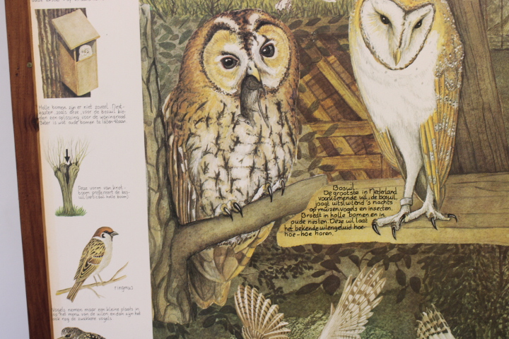 Illustraties van uilen – foto 6 – kavel bij GSD Auctions, Zoeterwoude