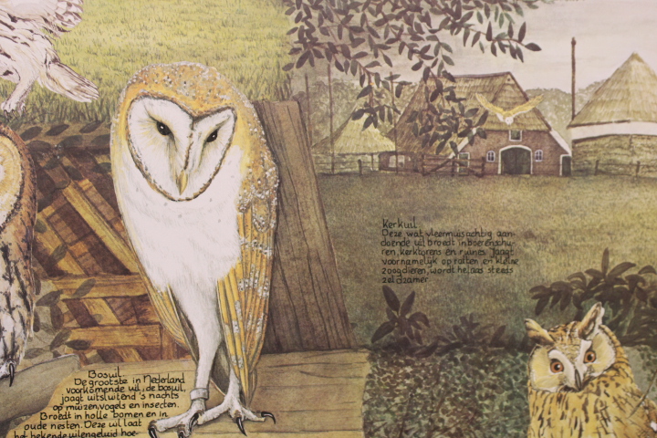 Illustraties van uilen – foto 7 – kavel bij GSD Auctions, Zoeterwoude