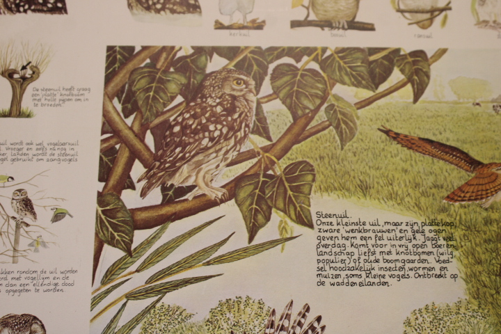 Illustraties van uilen – foto 8 – kavel bij GSD Auctions, Zoeterwoude