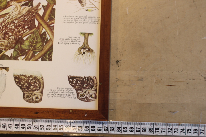 Illustraties van uilen – foto 12 – kavel bij GSD Auctions, Zoeterwoude