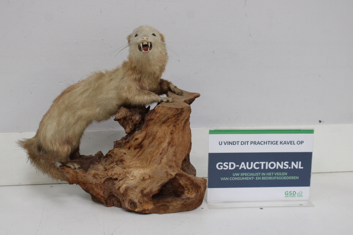 Opgezette marter op houten voet - Taxidermi – foto 2 – kavel bij GSD Auctions, Zoeterwoude