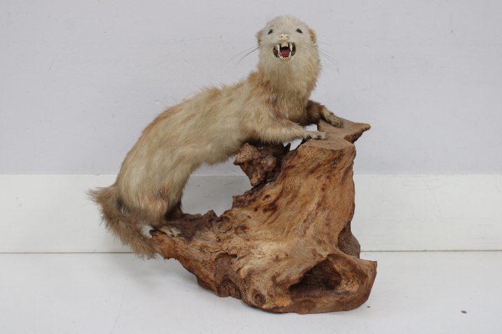 Opgezette marter op houten voet - Taxidermi – foto 3 – kavel bij GSD Auctions, Zoeterwoude