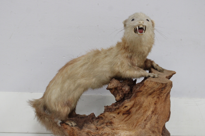 Opgezette marter op houten voet - Taxidermi – foto 4 – kavel bij GSD Auctions, Zoeterwoude