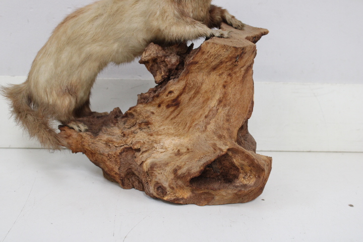 Opgezette marter op houten voet - Taxidermi – foto 5 – kavel bij GSD Auctions, Zoeterwoude
