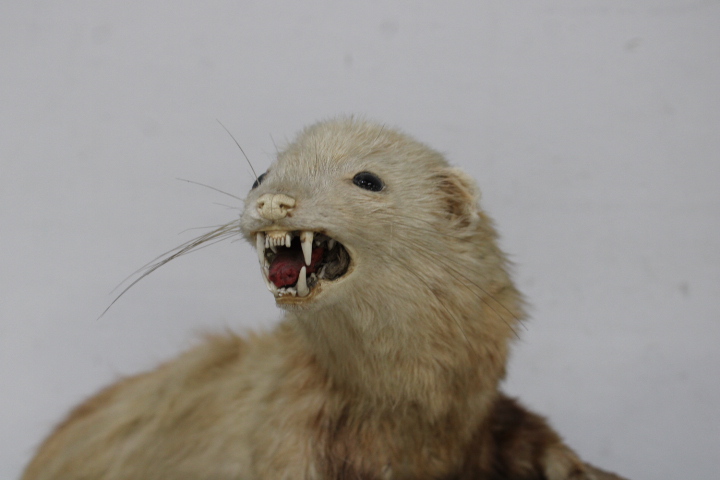 Opgezette marter op houten voet - Taxidermi – foto 6 – kavel bij GSD Auctions, Zoeterwoude