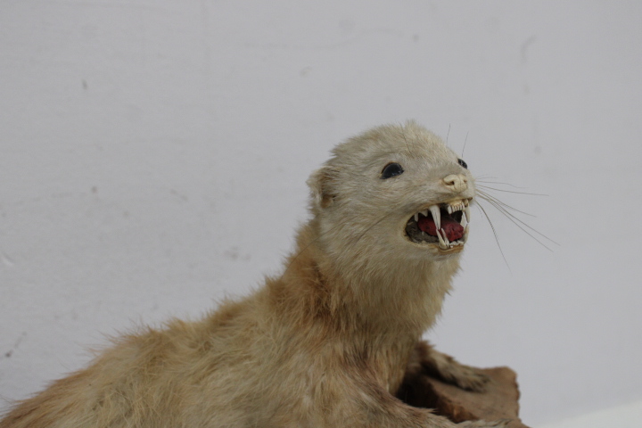 Opgezette marter op houten voet - Taxidermi – foto 7 – kavel bij GSD Auctions, Zoeterwoude