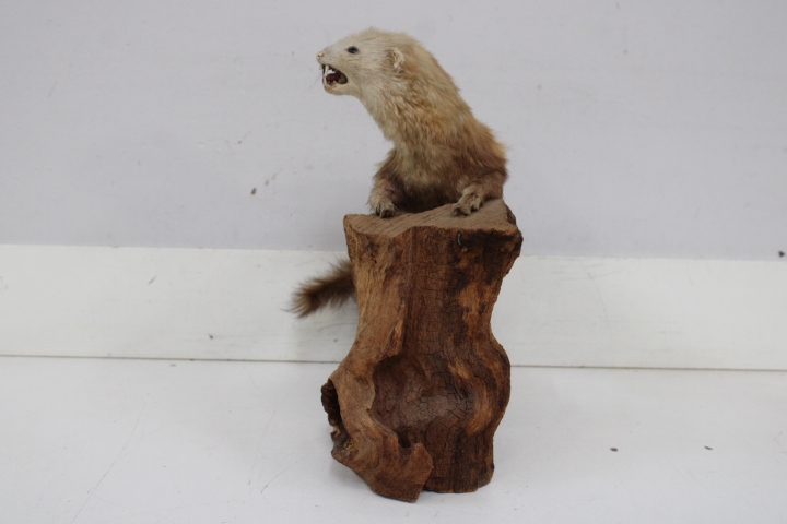 Opgezette marter op houten voet - Taxidermi – foto 8 – kavel bij GSD Auctions, Zoeterwoude