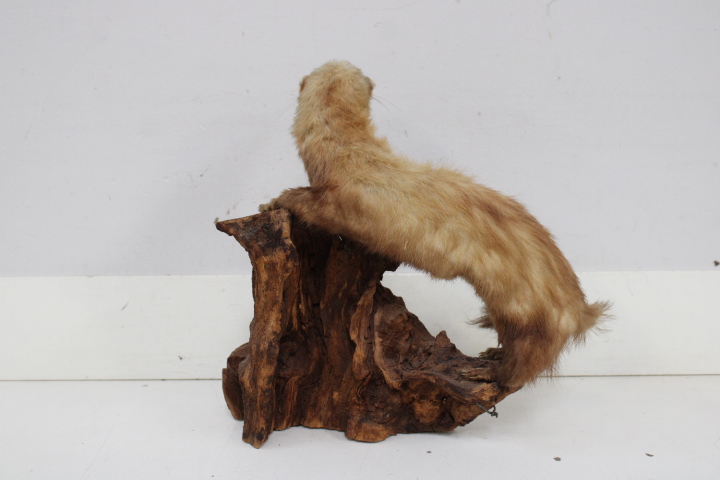 Opgezette marter op houten voet - Taxidermi – foto 9 – kavel bij GSD Auctions, Zoeterwoude