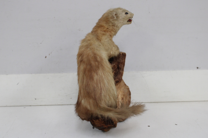 Opgezette marter op houten voet - Taxidermi – foto 10 – kavel bij GSD Auctions, Zoeterwoude