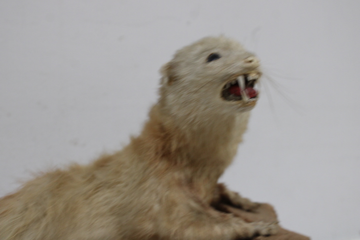 Opgezette marter op houten voet - Taxidermi – foto 11 – kavel bij GSD Auctions, Zoeterwoude