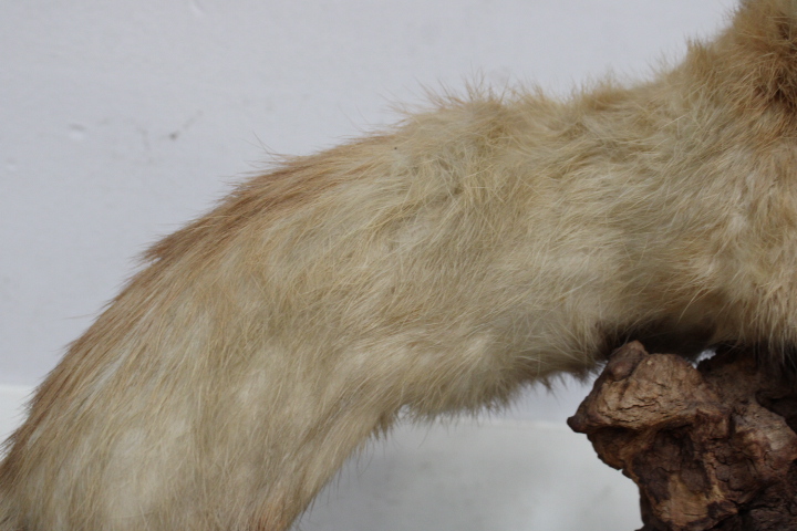 Opgezette marter op houten voet - Taxidermi – foto 12 – kavel bij GSD Auctions, Zoeterwoude