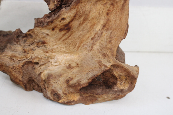Opgezette marter op houten voet - Taxidermi – foto 13 – kavel bij GSD Auctions, Zoeterwoude