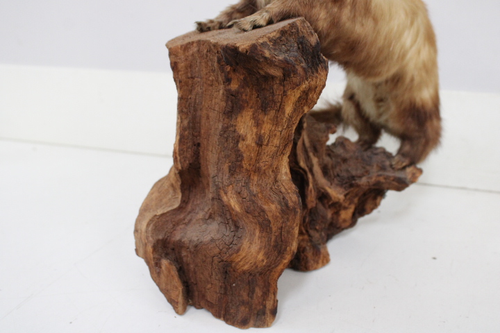 Opgezette marter op houten voet - Taxidermi – foto 14 – kavel bij GSD Auctions, Zoeterwoude