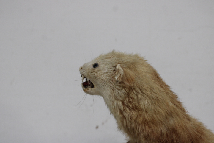 Opgezette marter op houten voet - Taxidermi – foto 15 – kavel bij GSD Auctions, Zoeterwoude