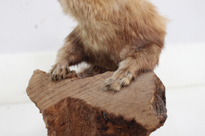 Opgezette marter op houten voet - Taxidermi – foto 16 – kavel bij GSD Auctions, Zoeterwoude