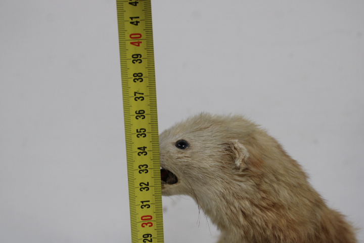 Opgezette marter op houten voet - Taxidermi – foto 19 – kavel bij GSD Auctions, Zoeterwoude