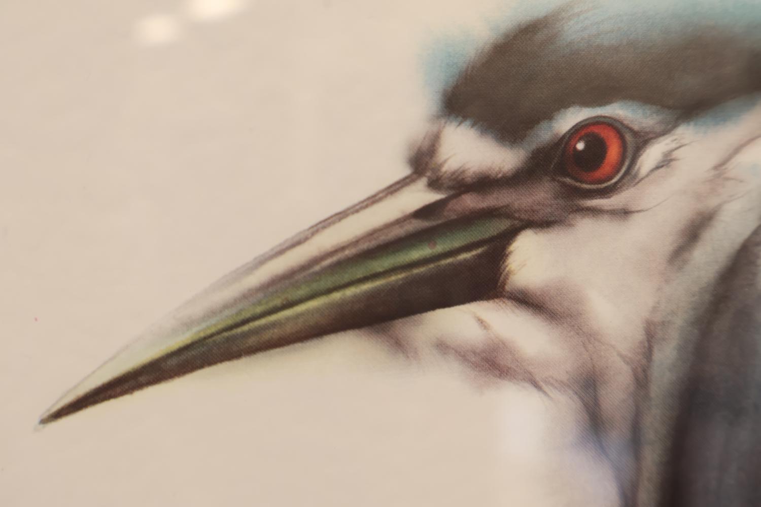 Ingelijste vogelprent van een Kwak – foto 4 – kavel bij GSD Auctions, Zoeterwoude