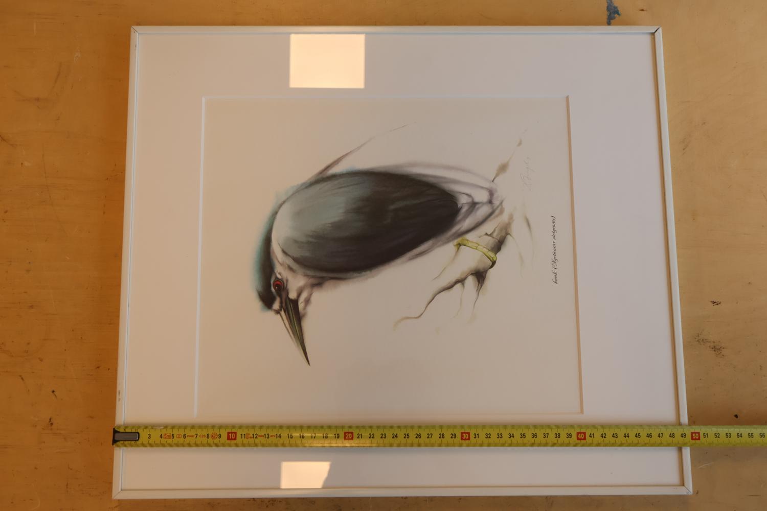 Ingelijste vogelprent van een Kwak – foto 6 – kavel bij GSD Auctions, Zoeterwoude