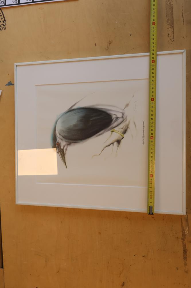 Ingelijste vogelprent van een Kwak – foto 7 – kavel bij GSD Auctions, Zoeterwoude