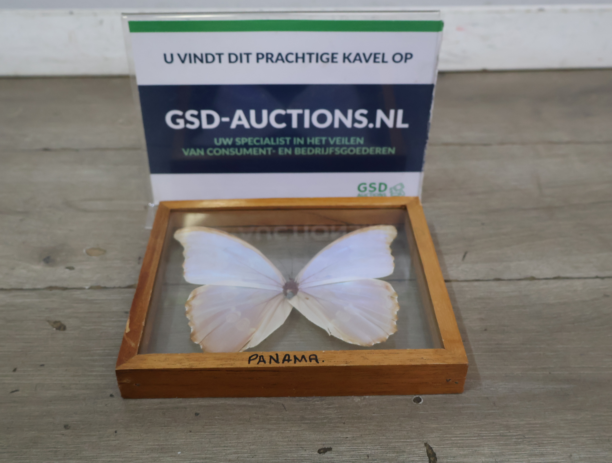Geëtaleerde vlinder in houten kistje met glas – foto 2 – kavel bij GSD Auctions, Zoeterwoude