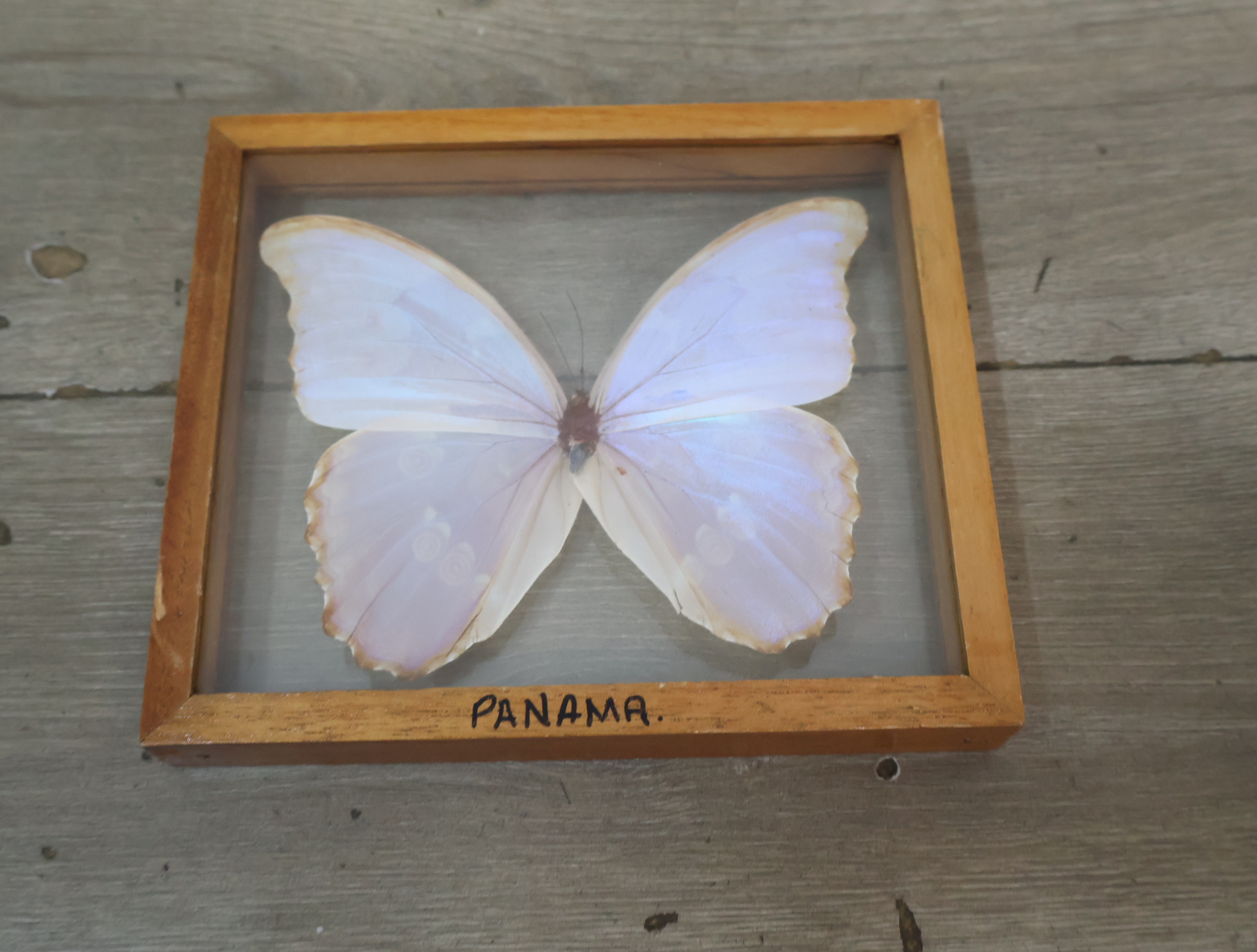 Geëtaleerde vlinder in houten kistje met glas – foto 4 – kavel bij GSD Auctions, Zoeterwoude
