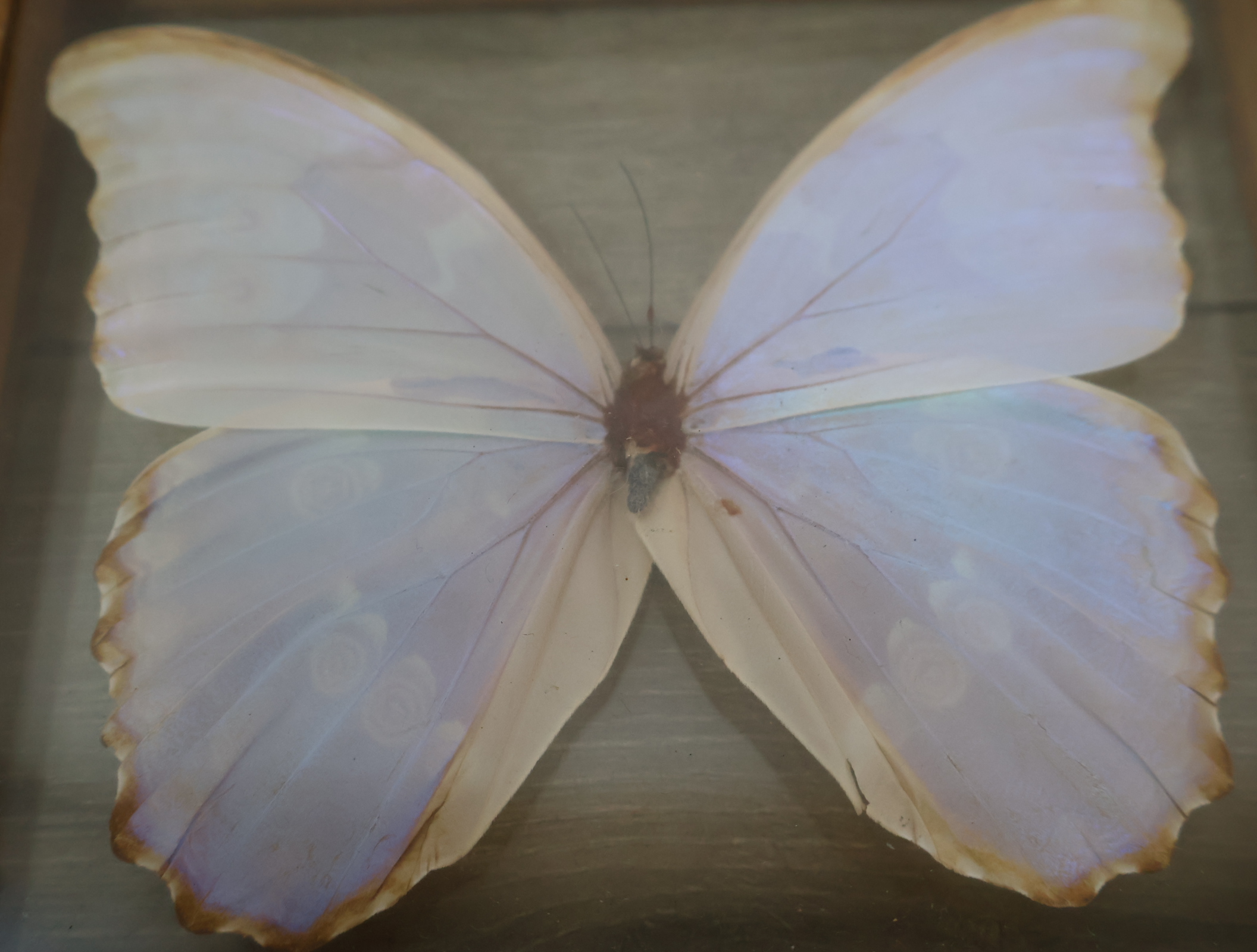 Geëtaleerde vlinder in houten kistje met glas – foto 5 – kavel bij GSD Auctions, Zoeterwoude