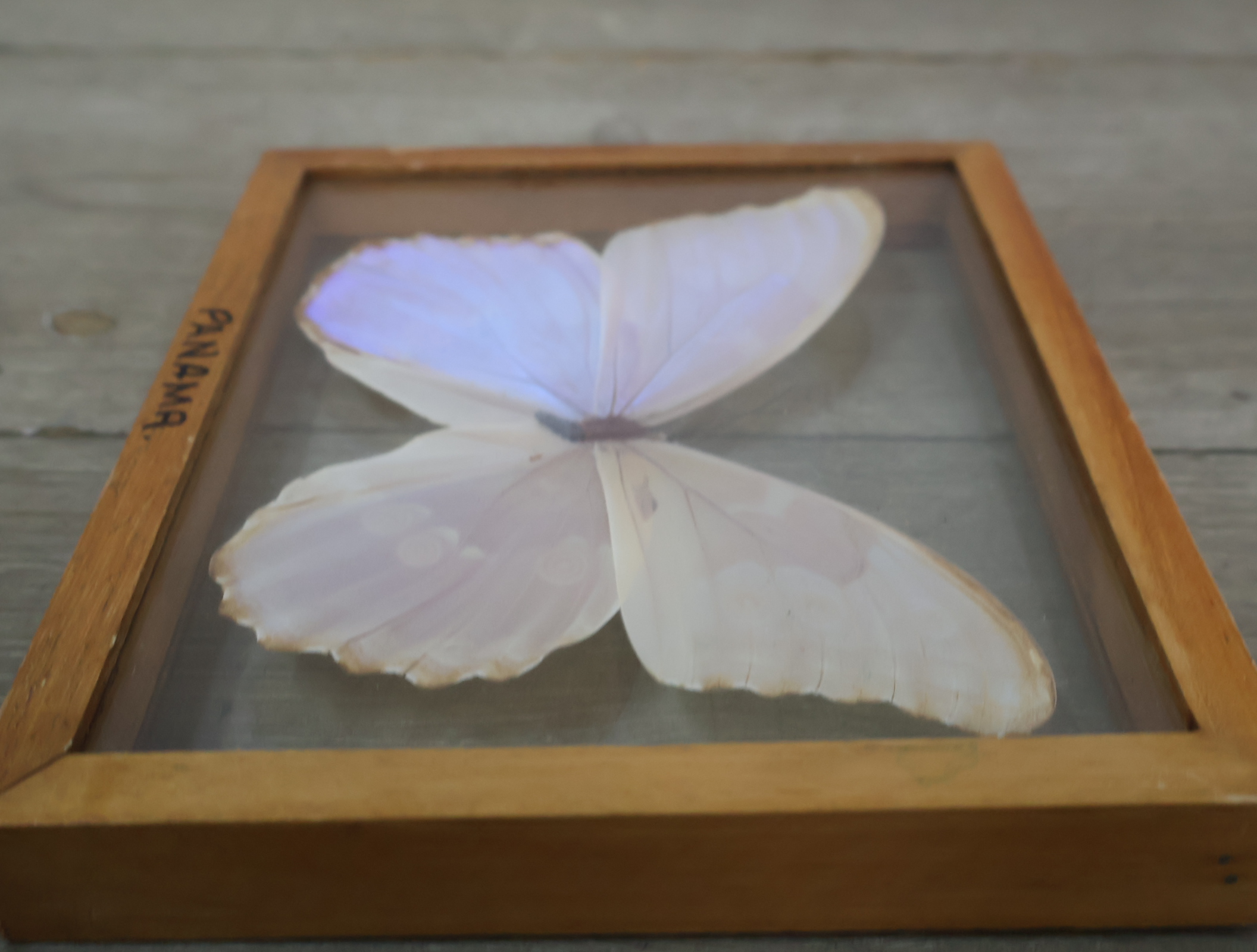 Geëtaleerde vlinder in houten kistje met glas – foto 8 – kavel bij GSD Auctions, Zoeterwoude