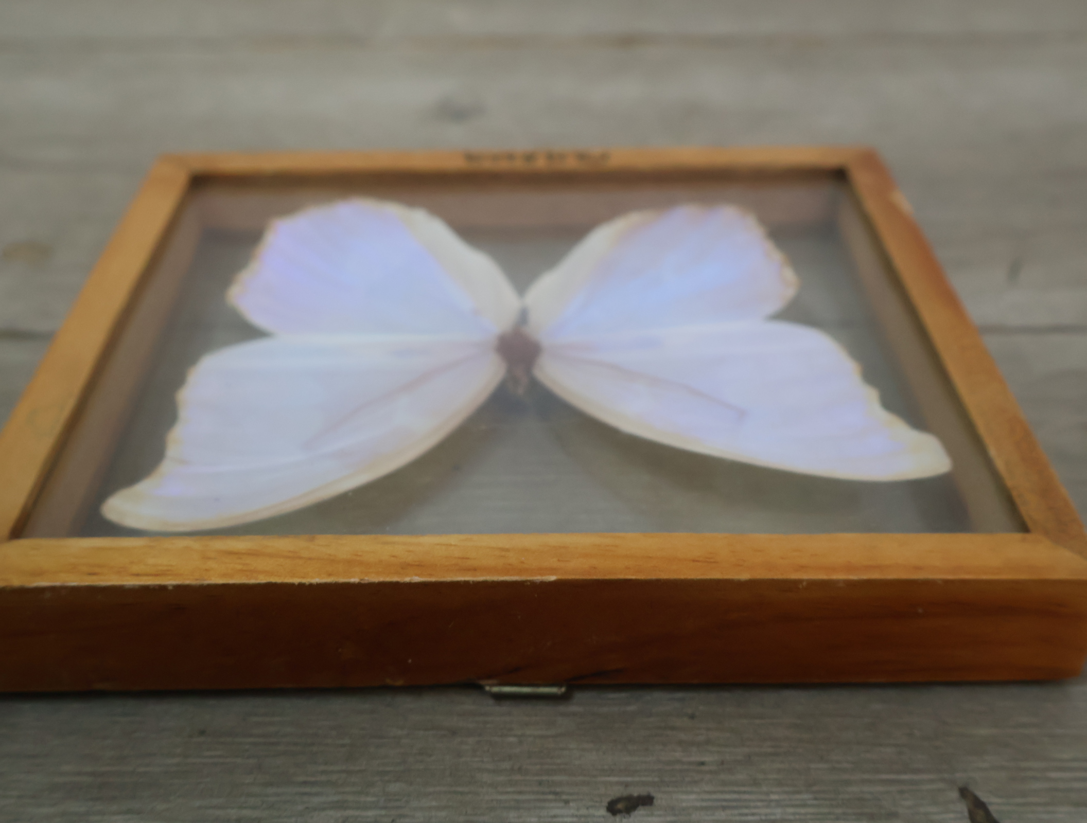 Geëtaleerde vlinder in houten kistje met glas – foto 9 – kavel bij GSD Auctions, Zoeterwoude